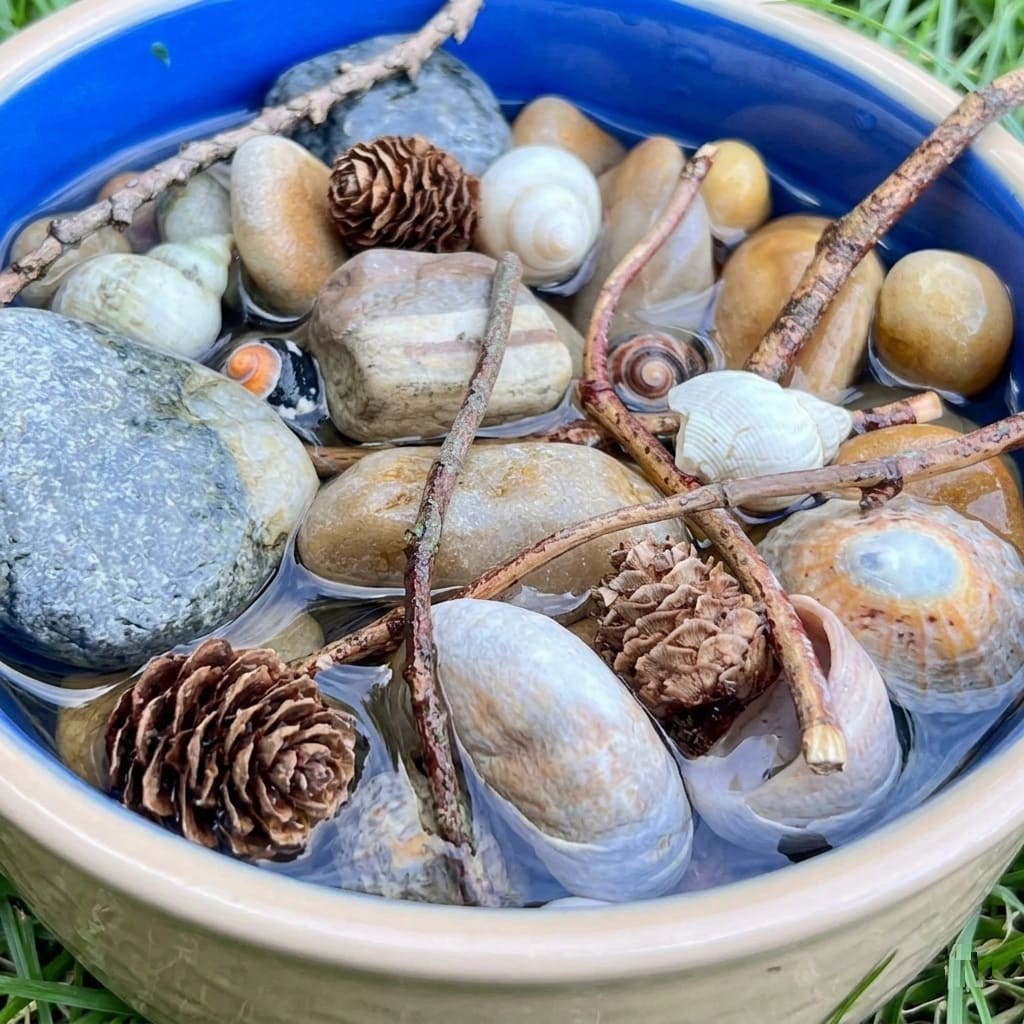 water dish for insects