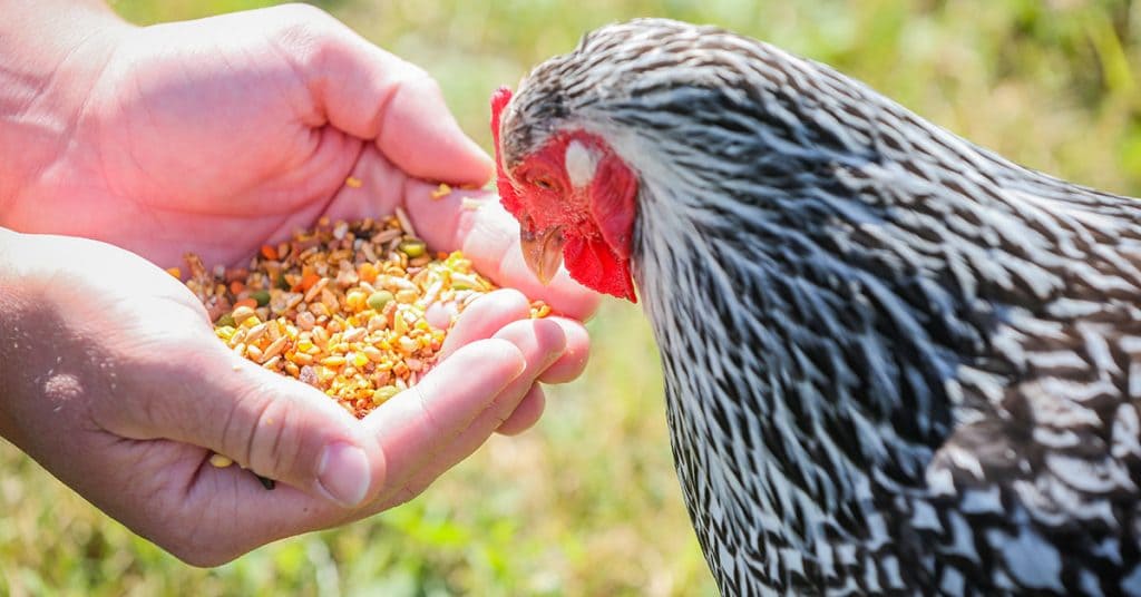 The Chicken Enthusiast's Guide to Bird Seed Feeding