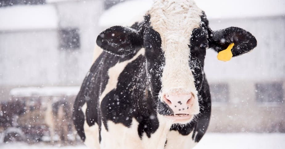 Cold Weather Cattle Care