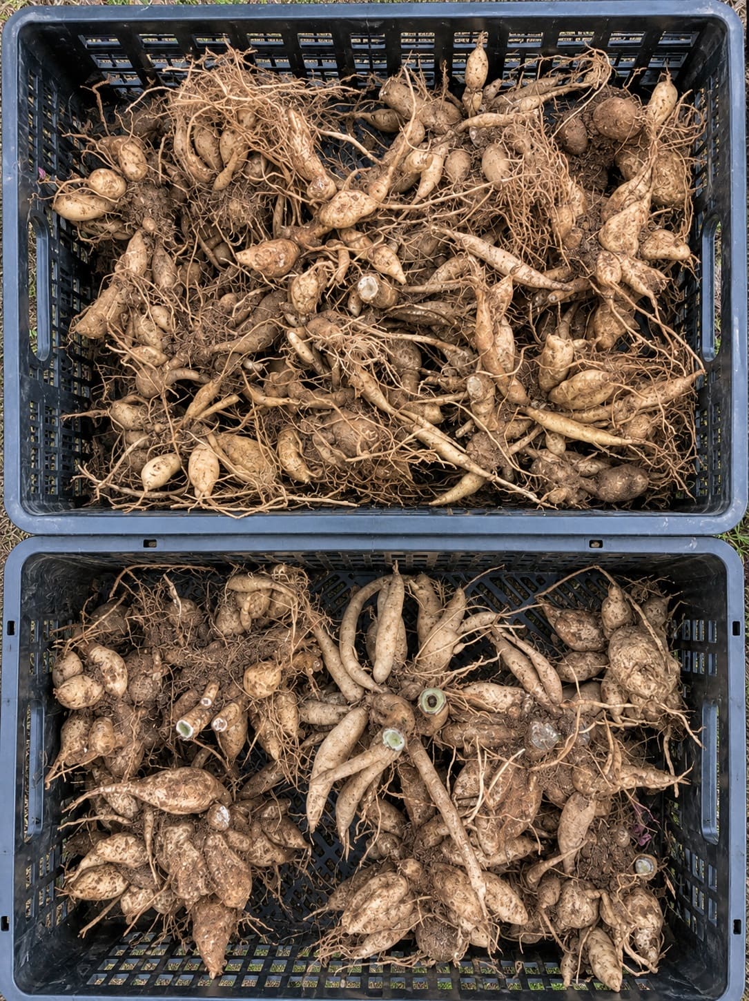 Cure Dahlia tubers