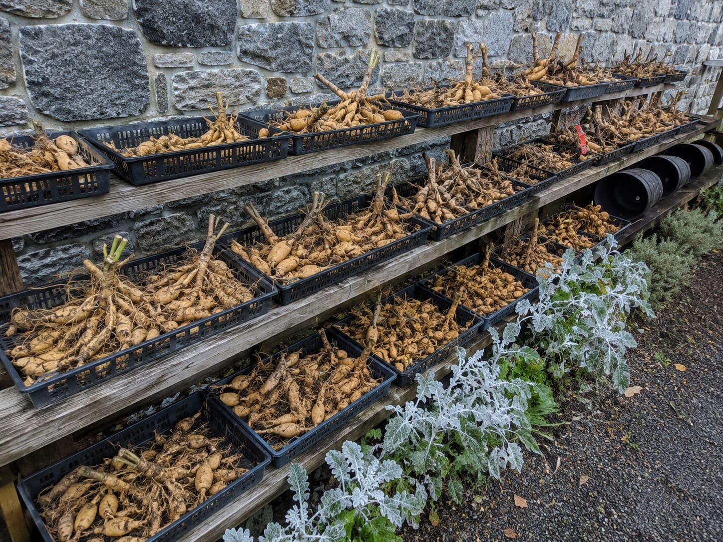 drying Dahlia tubers