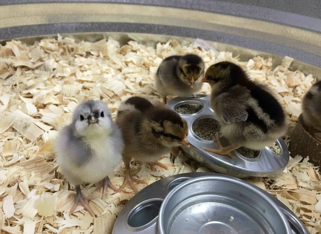 Raising Baby Chicks