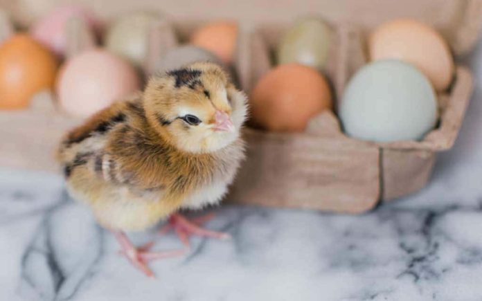 Welcoming Baby Chicks