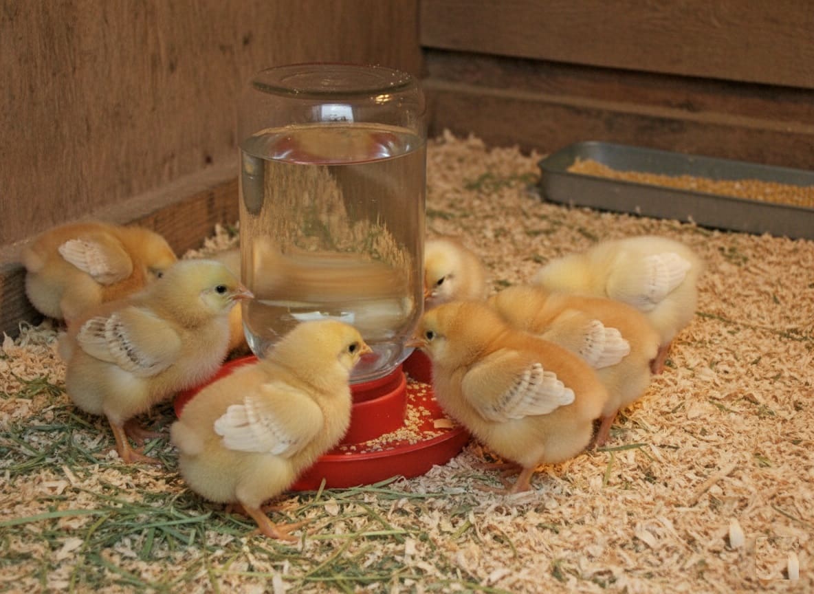 chick-specific waterer