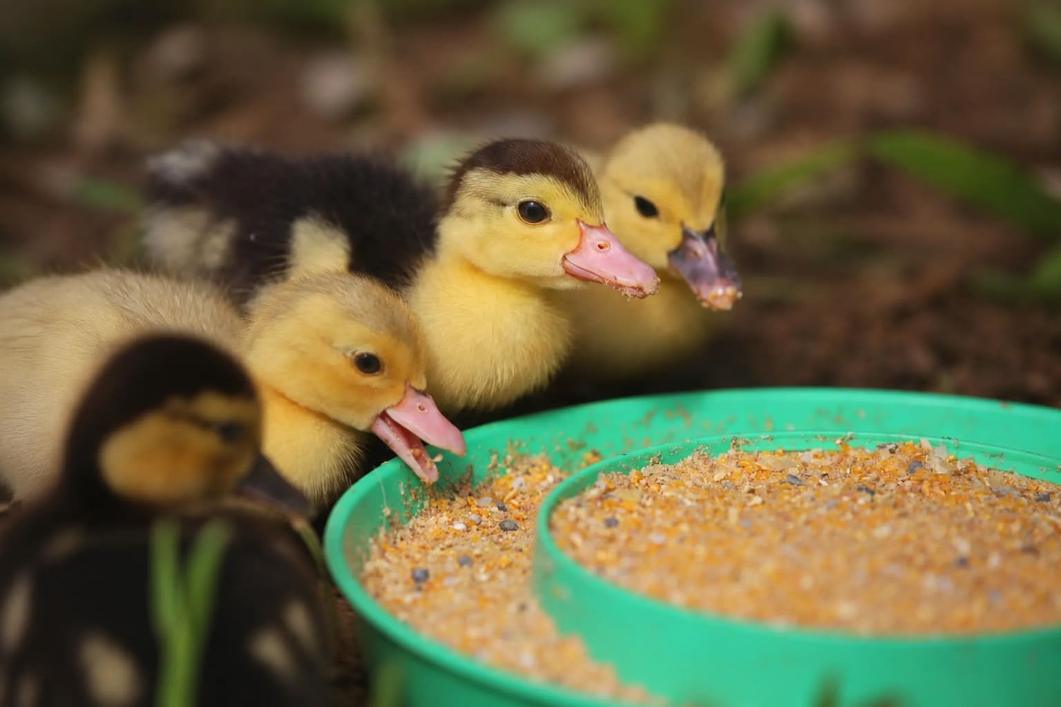 Choosing the Right Starter Feed For Baby Ducks