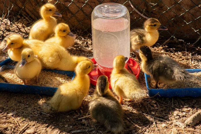 What to Feed Baby Ducks: A Complete Duckling Feeding Guide
