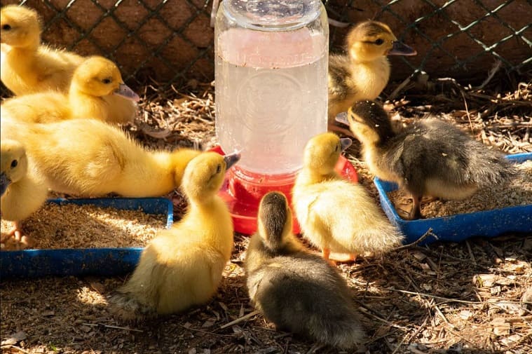 Feeding Baby Ducks