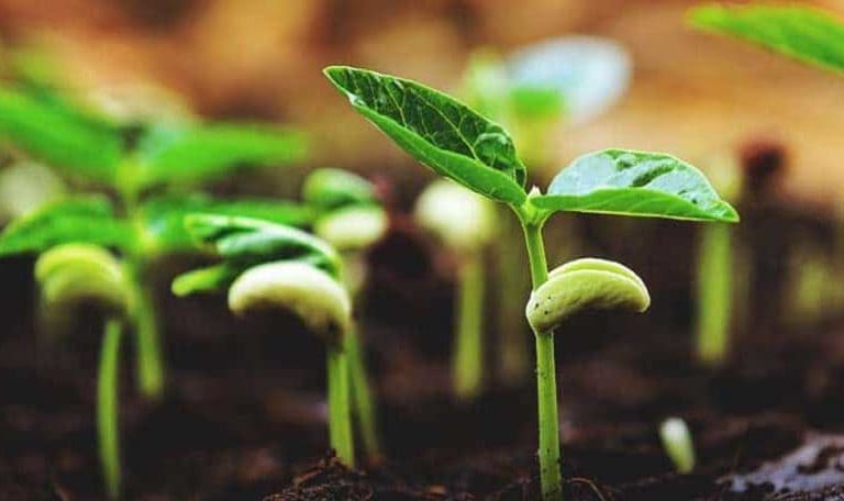 Soil Temperature For Seed Germination