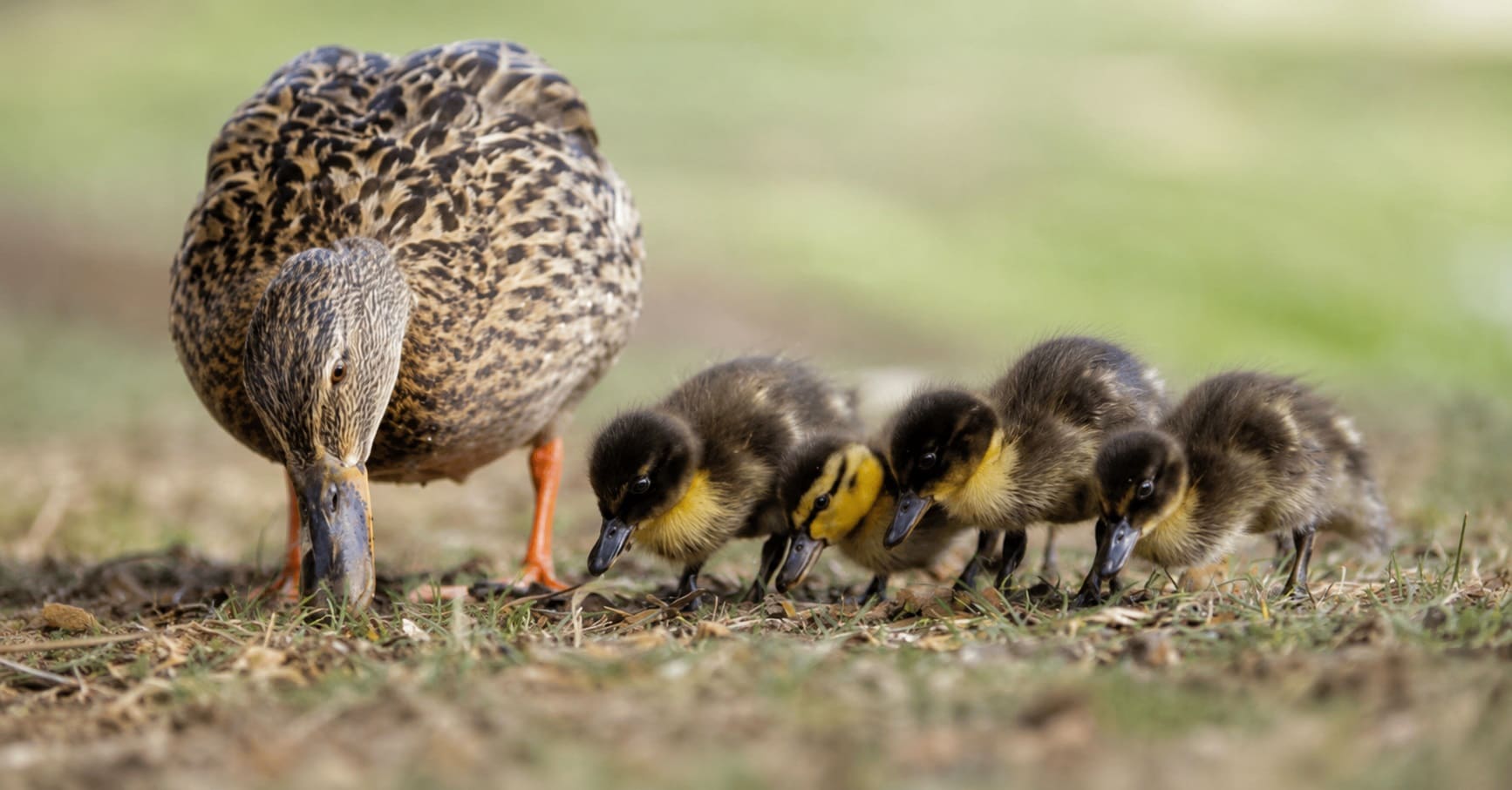 Wild ducklings with their mother