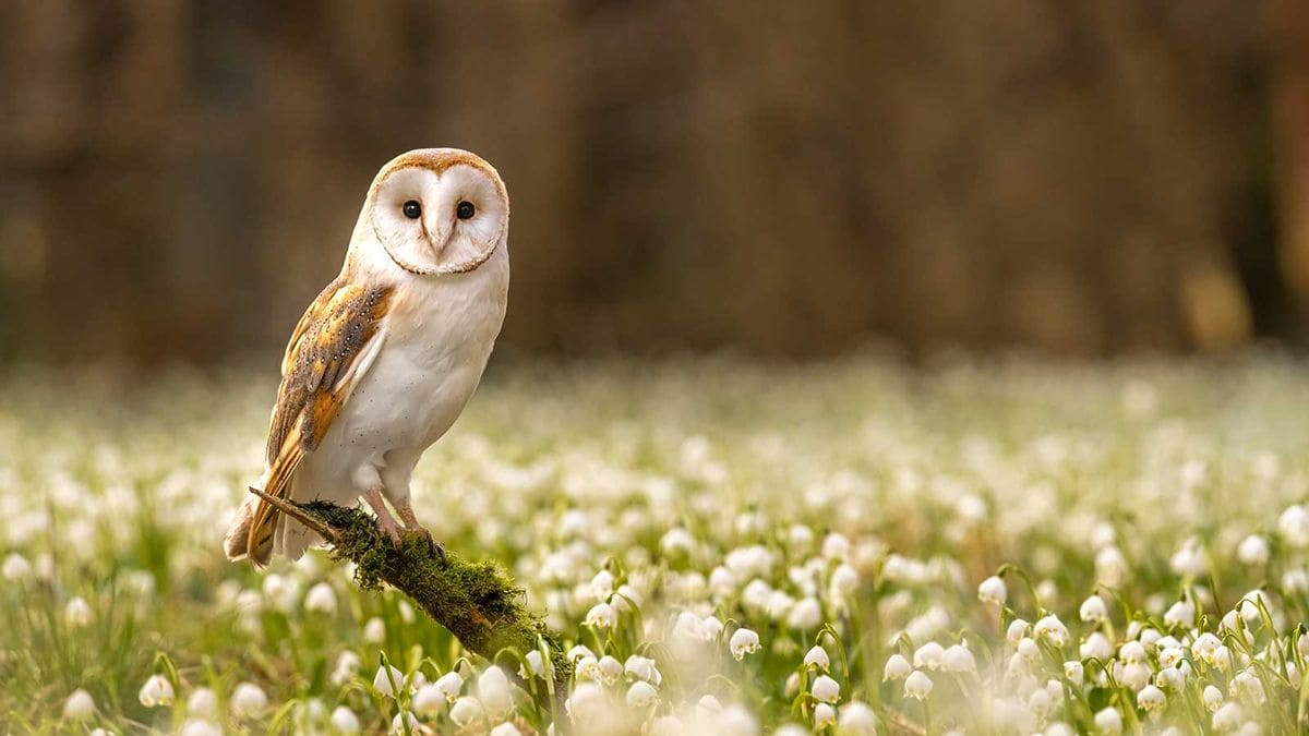 Attracting Owl To Your Garden