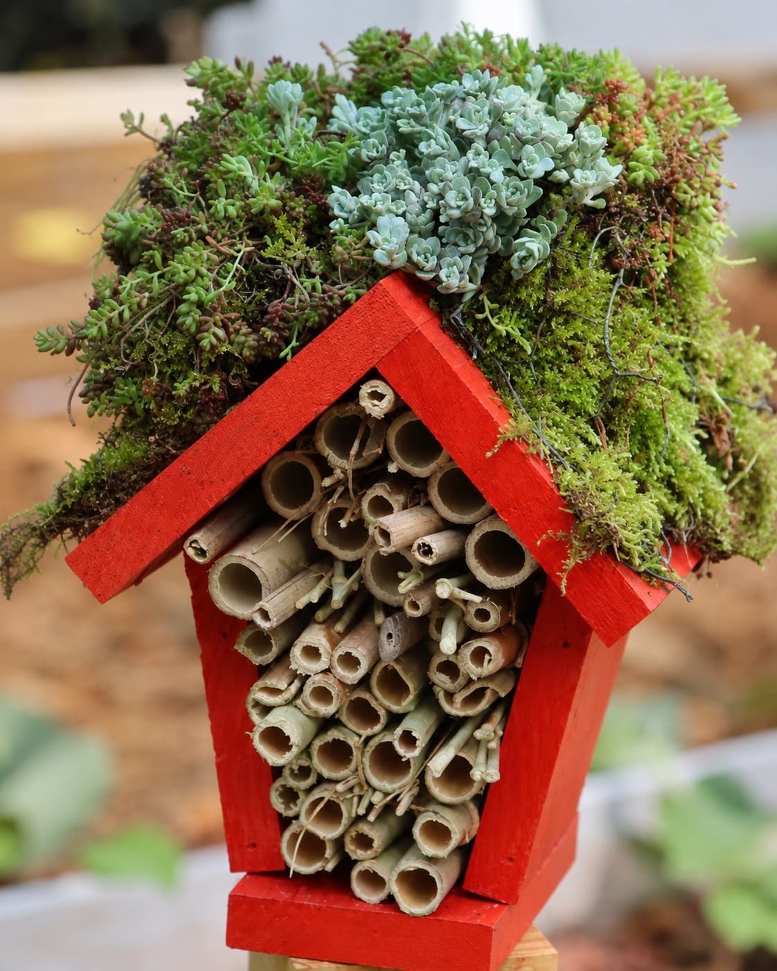 DIY ladybug house