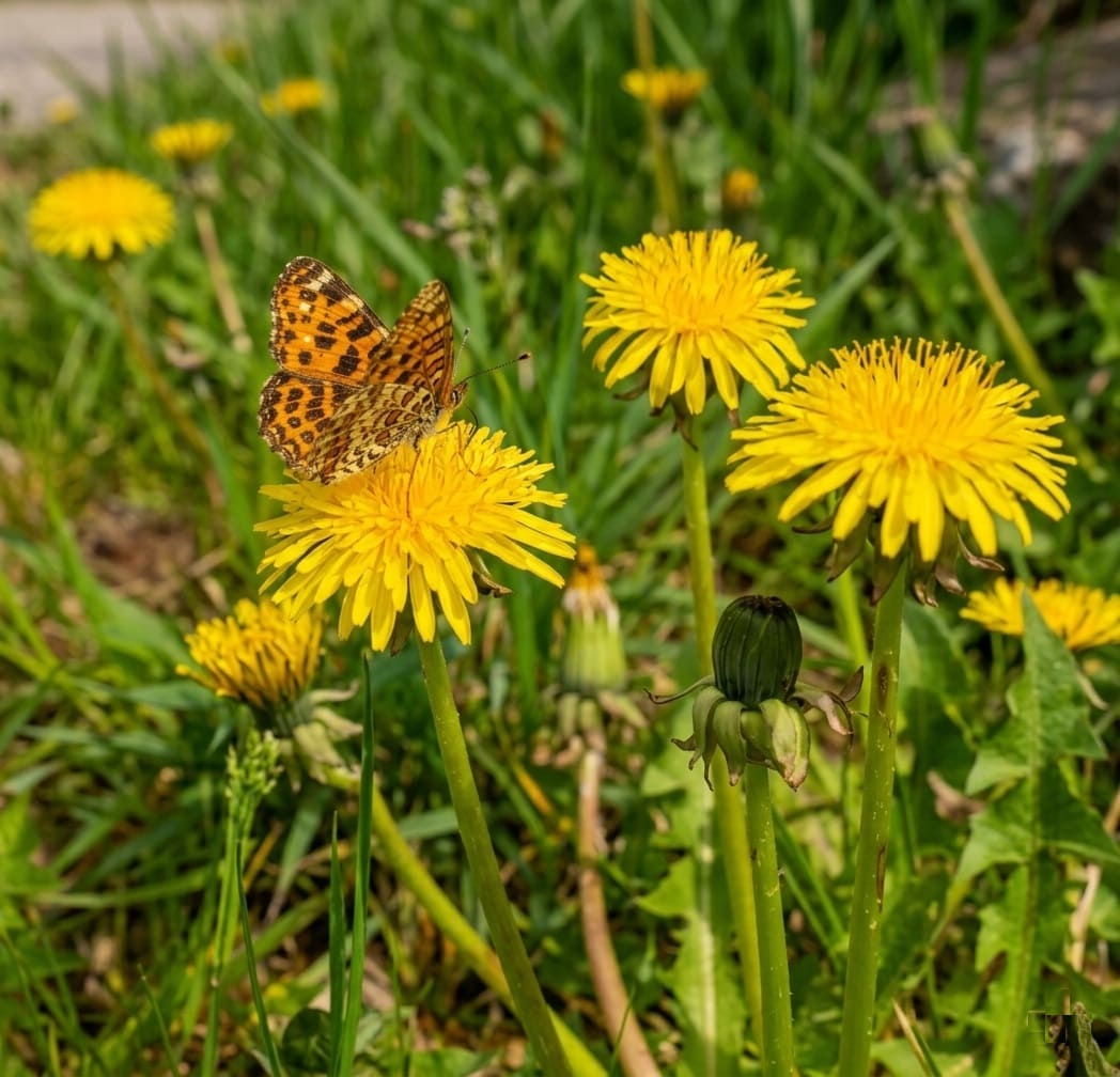 Dandelions Support Pollinators