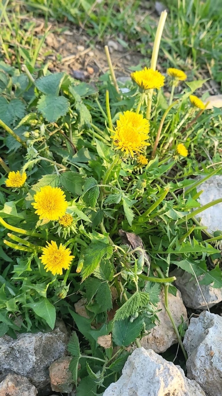 Deadheading dandelions