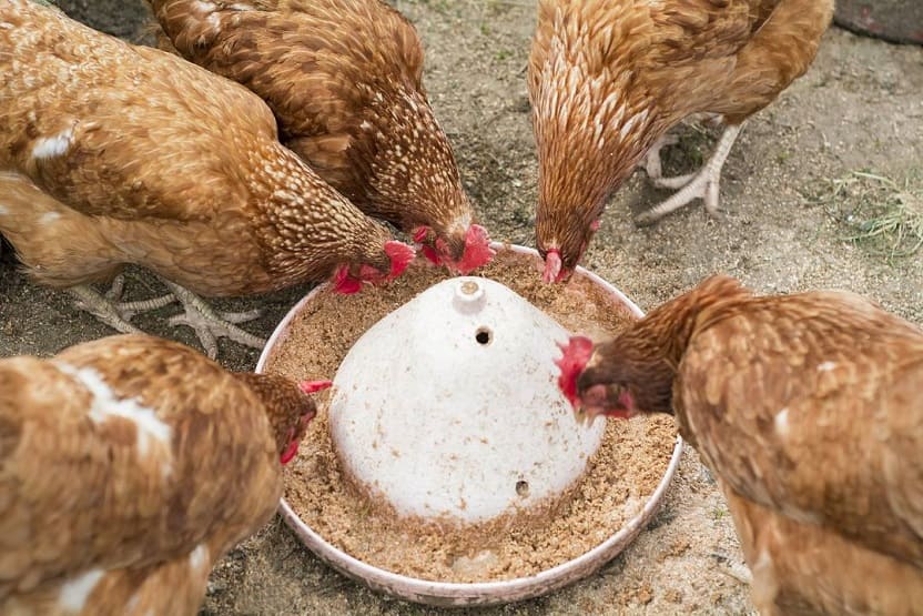 Feeding Your Backyard Laying Hens