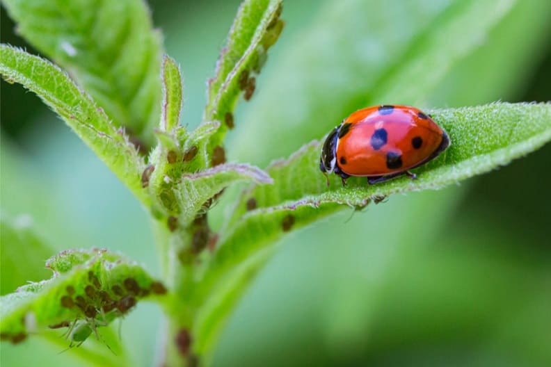 Guide to Ladybugs in the Garden