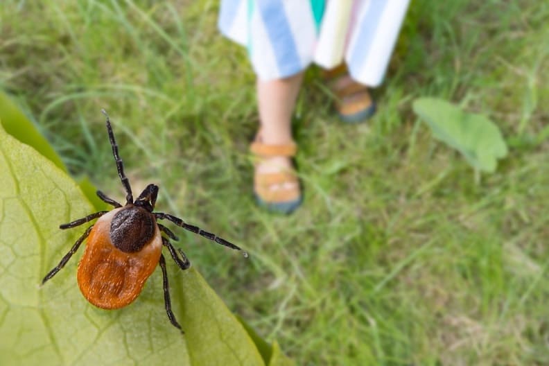 Guide to Tick Prevention