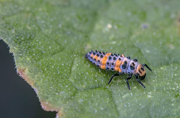 Ladybug larvae