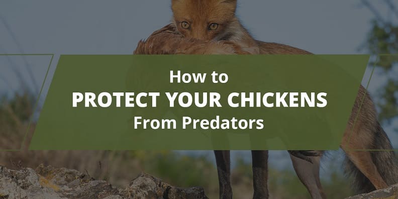 Protecting Your Chickens from Predators