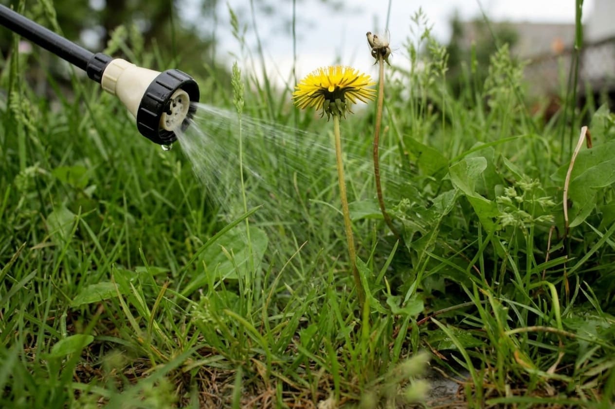 Using Herbicides On dandelions