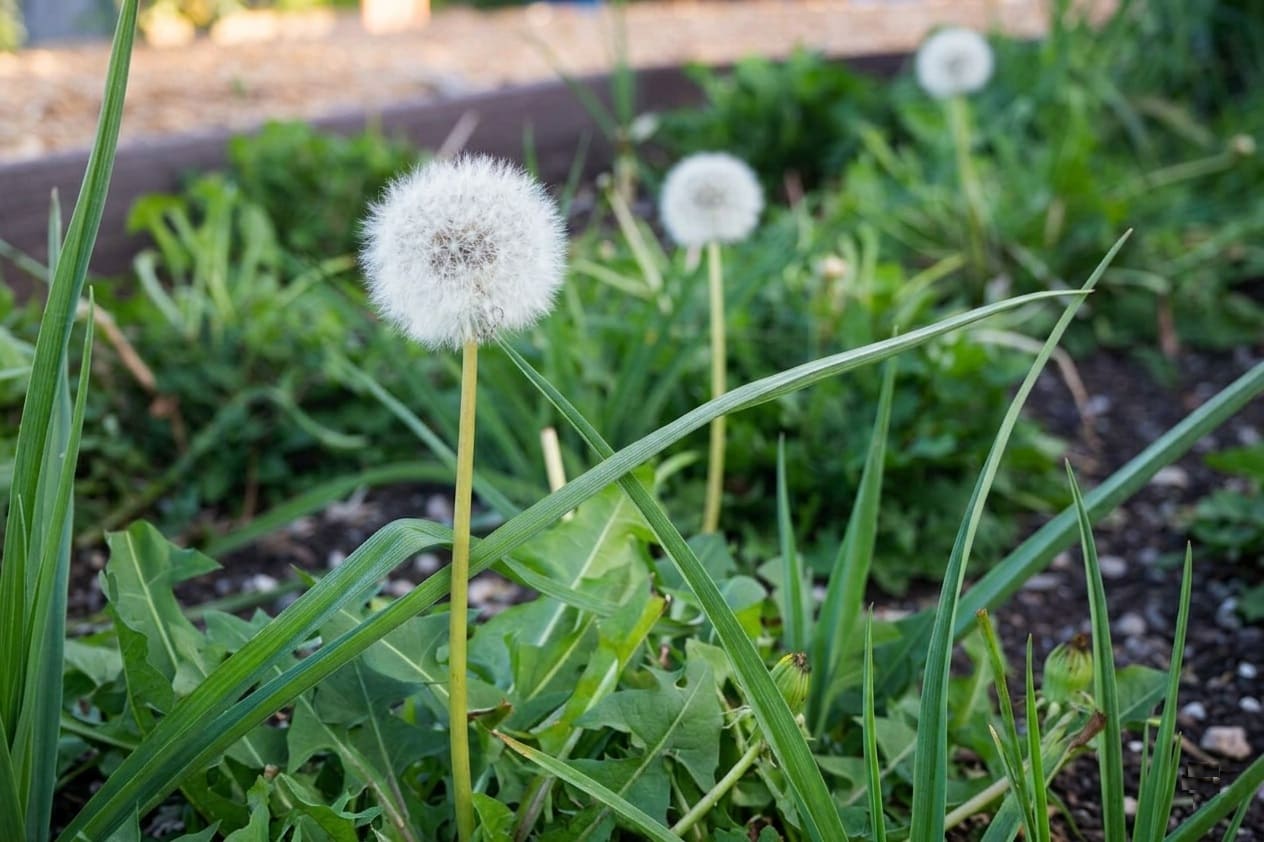 dandelion puffball seed heads