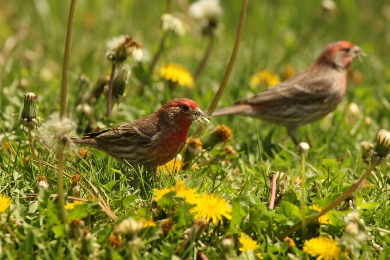 dandelions feed birds