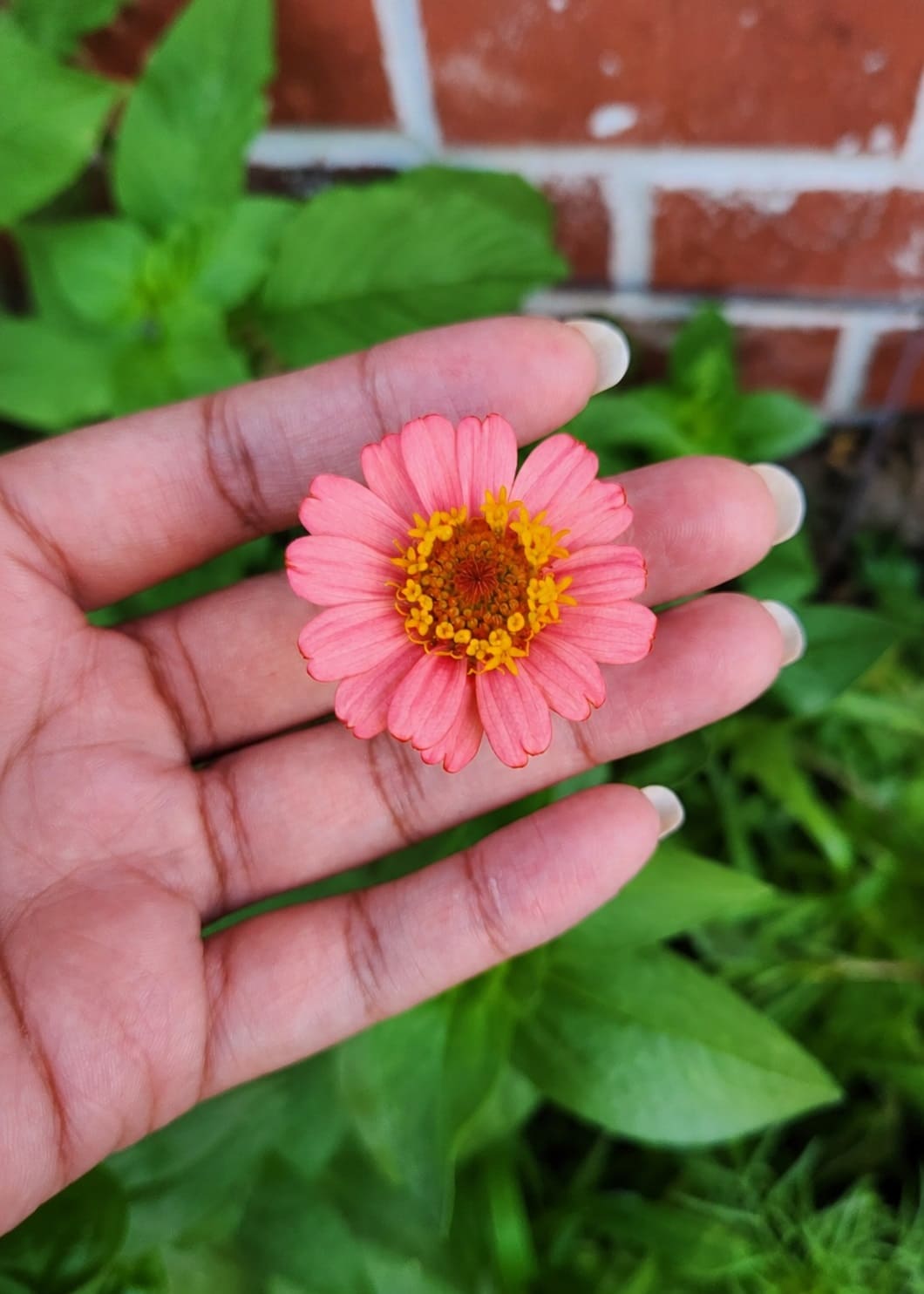 A single zinnia flower