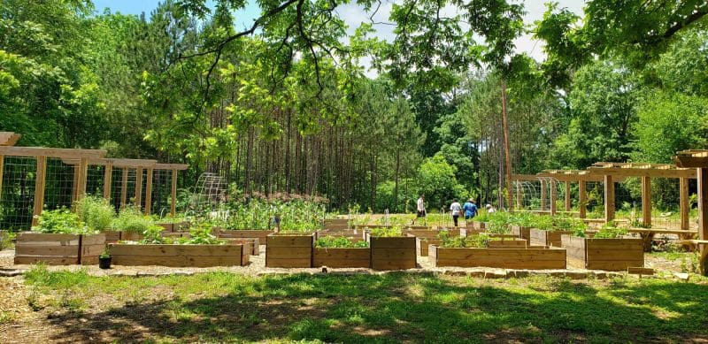Atlanta’s Pioneering Urban Food Forest A Green Revolution