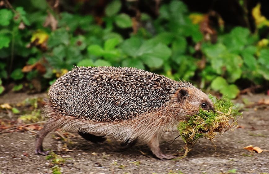 Attract Hedgehogs to Your Garden