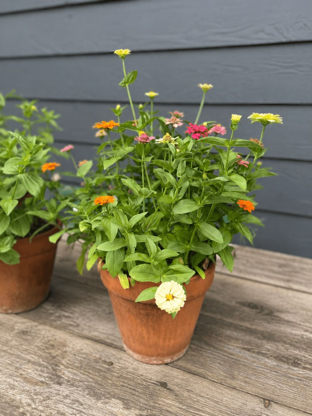 Growing Zinnias in Pots