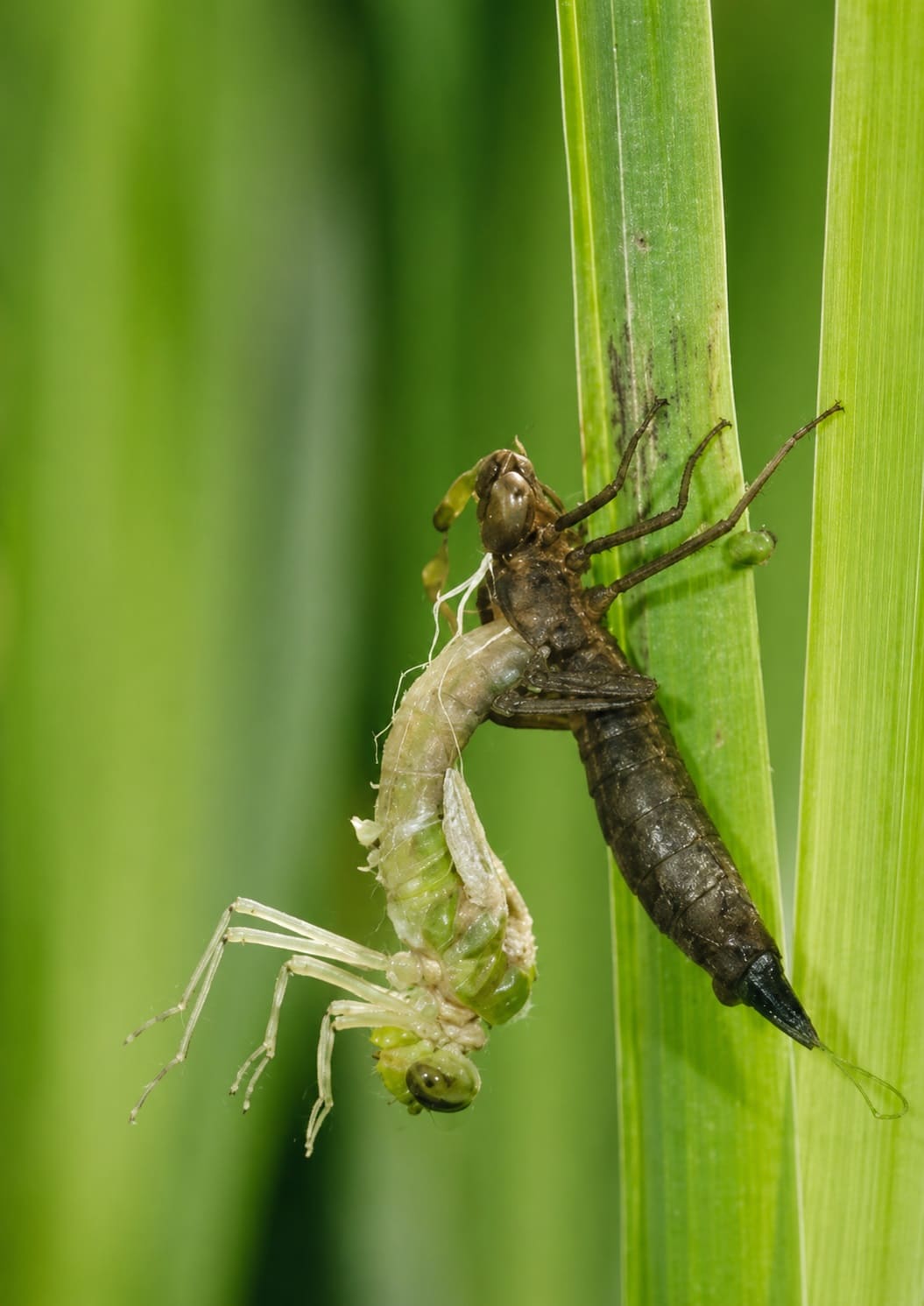 Plants for the Dragonfly nymphs