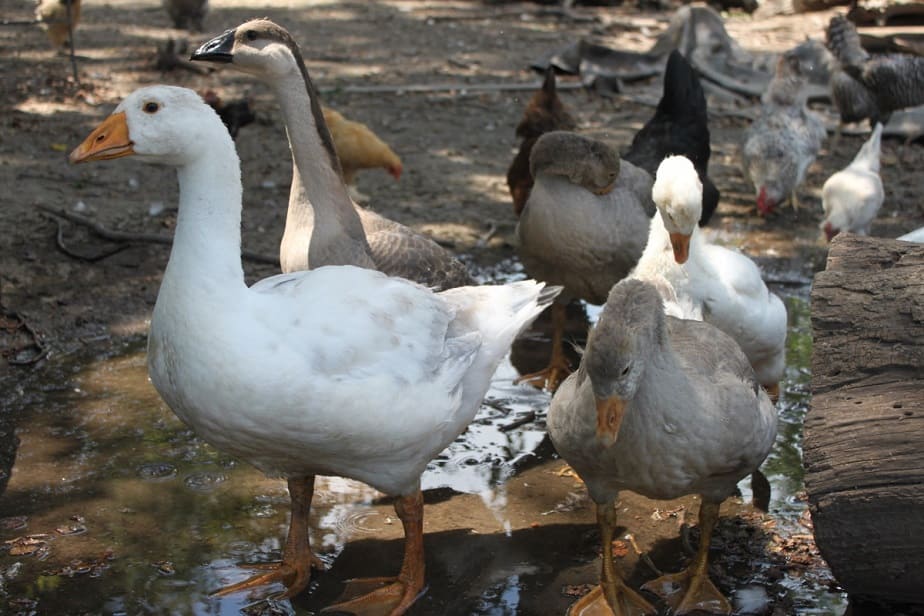 Raising Backyard Geese