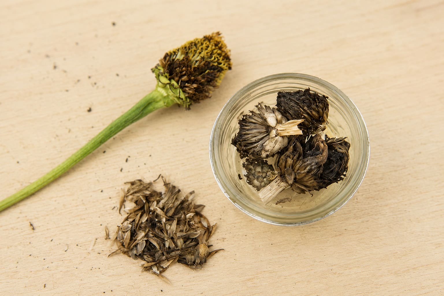 Saving Zinnia Seeds