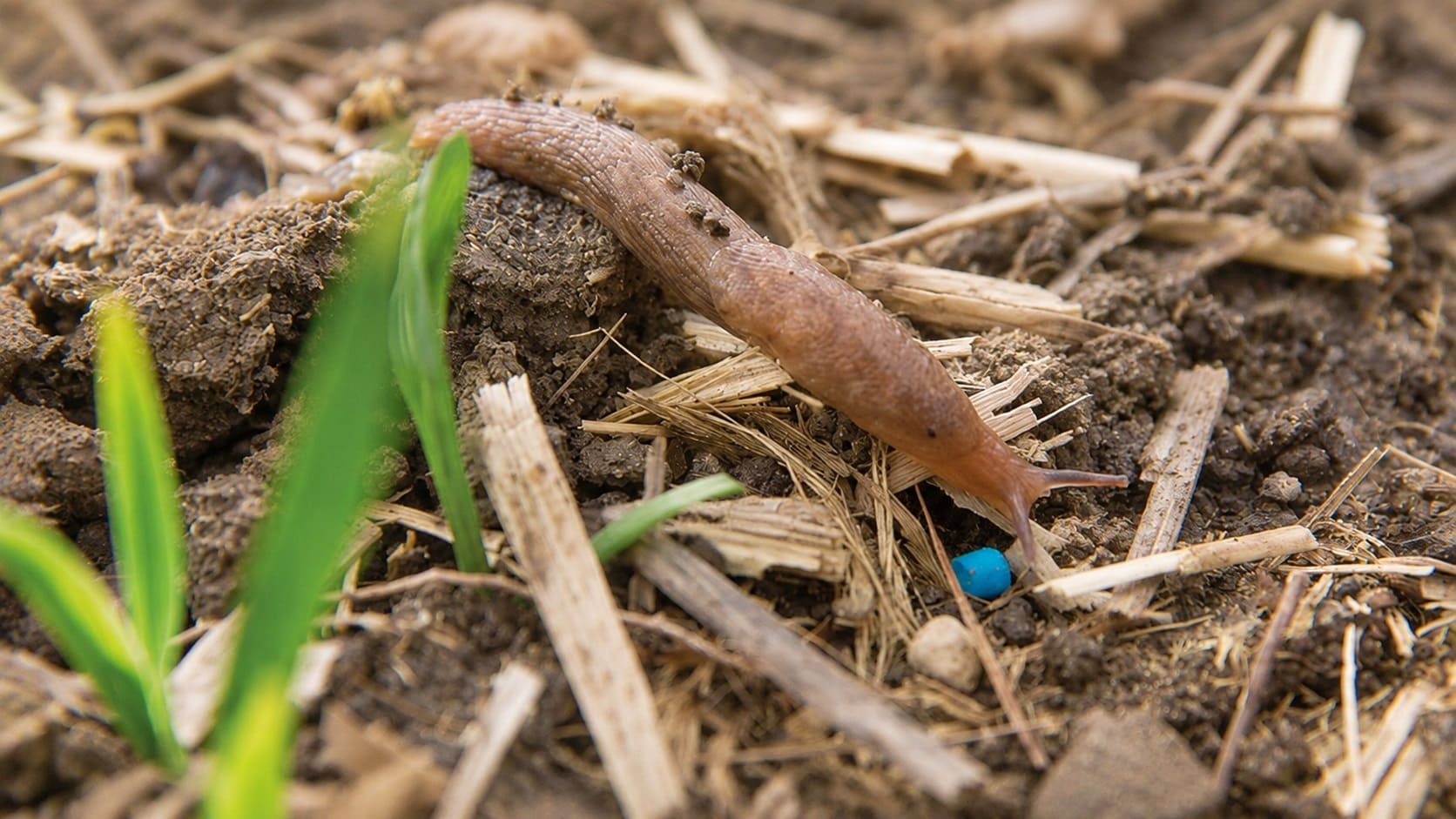 Slug pellets