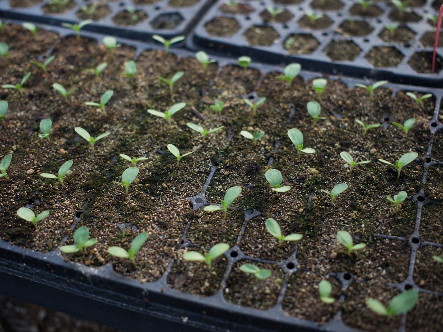 Starting Zinnia seeds Indoors