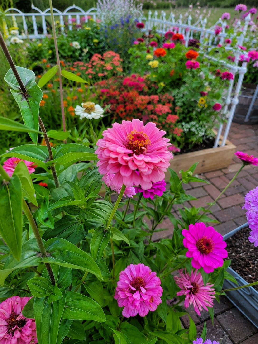 When to harvest Zinnias