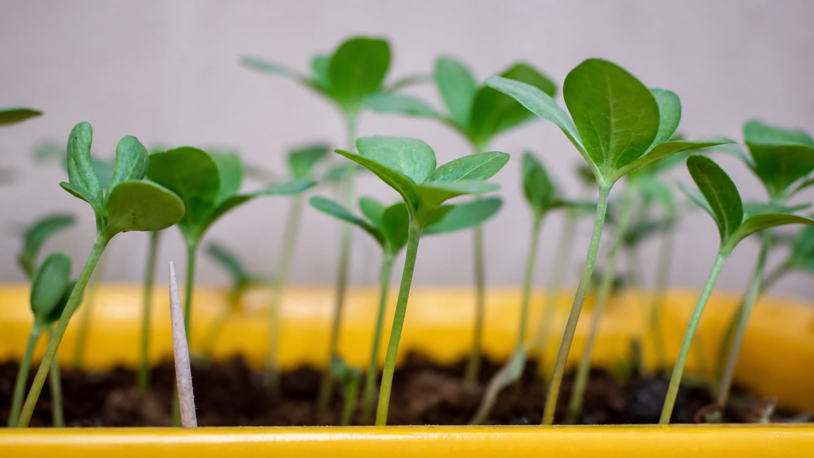 Zinnia seedlings
