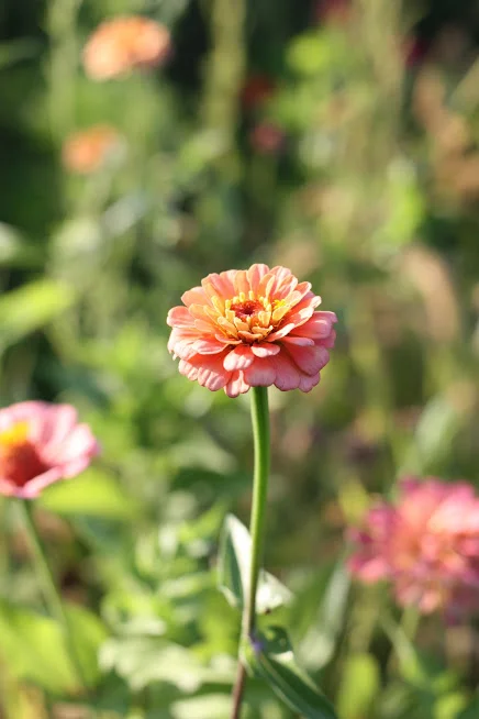 Zinnia ‘Oklahoma Salmon’