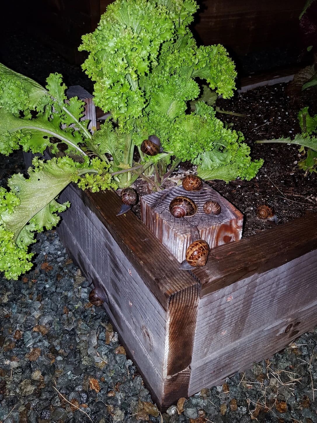 slug and snail night patrol