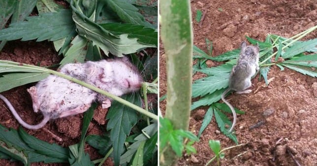 stoned-mouse-found-passed-out-after-eating-cannabis-plant