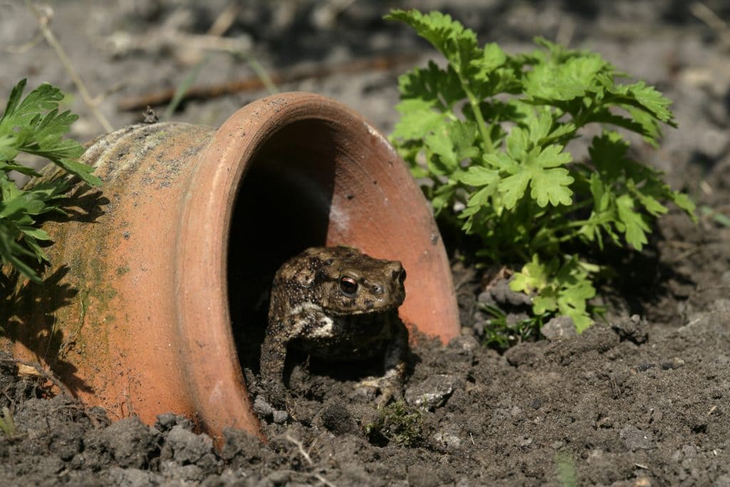 Attract Toads to Your Garden