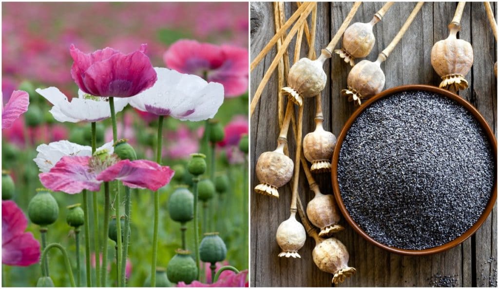 Breadseed Poppies 101