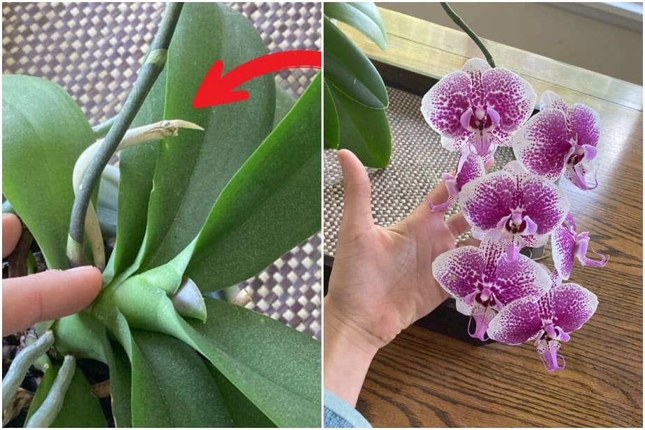 Get Your Orchid to Rebloom