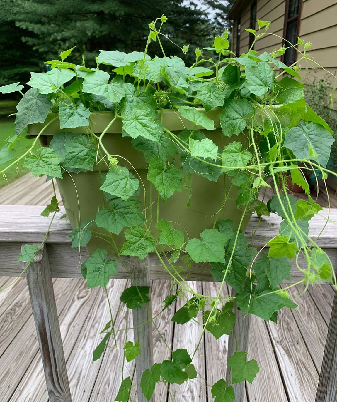 Growing Cucamelons in Containers