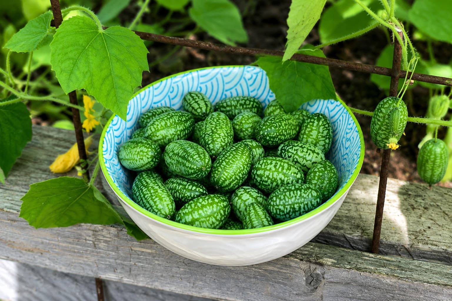 Harvesting Cucamelons