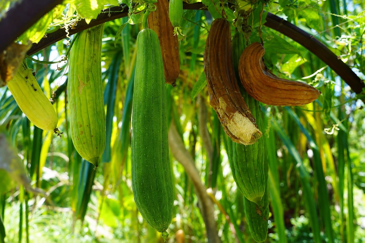 Harvesting Loofah