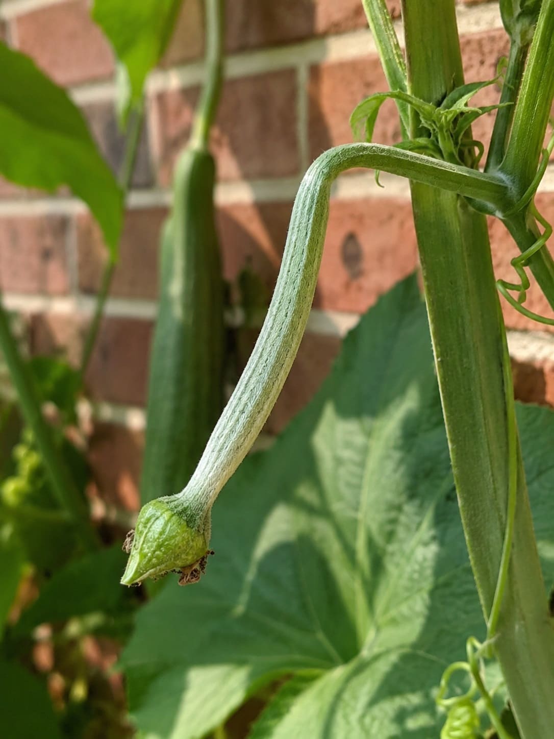 Loofah female flower