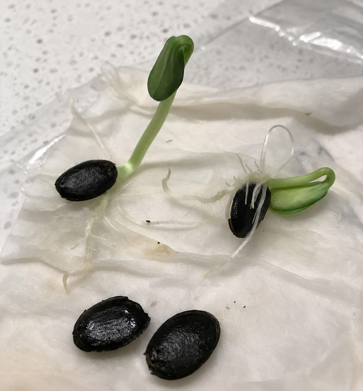 Loofah seed germination