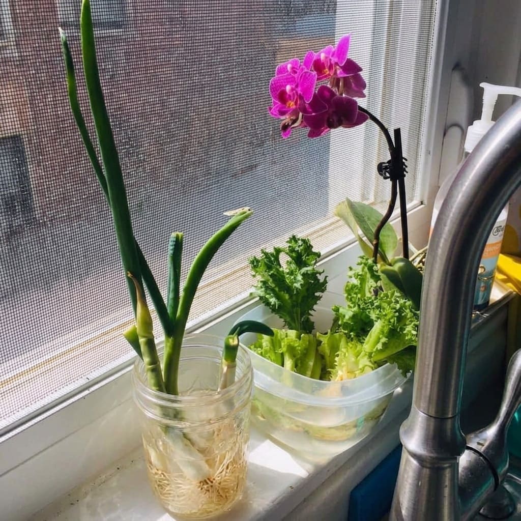 Regrow plants from kitchen scraps
