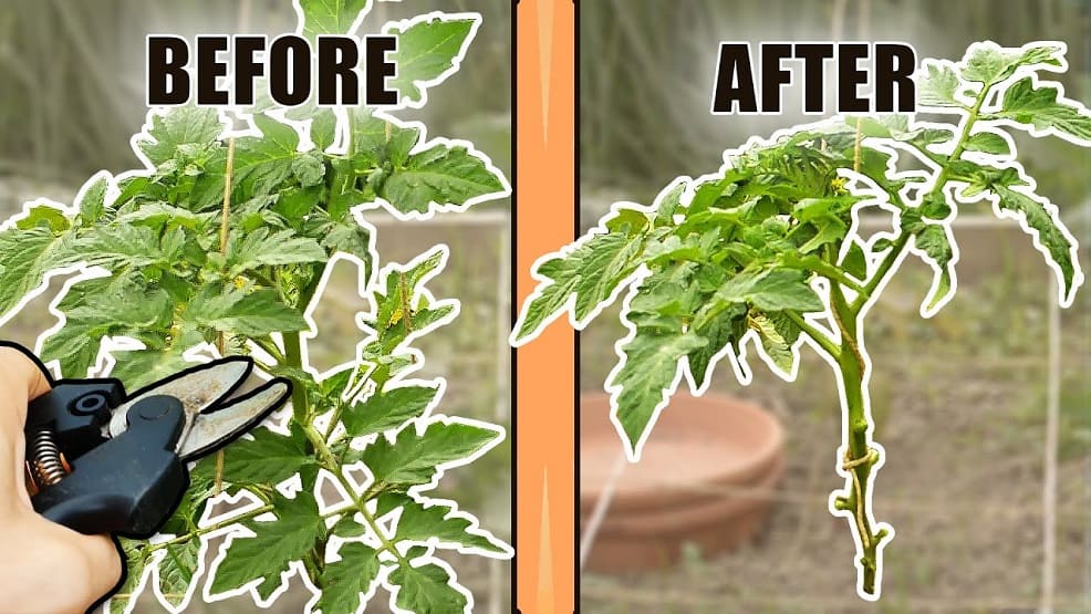 Remove Lower Tomato Leaves