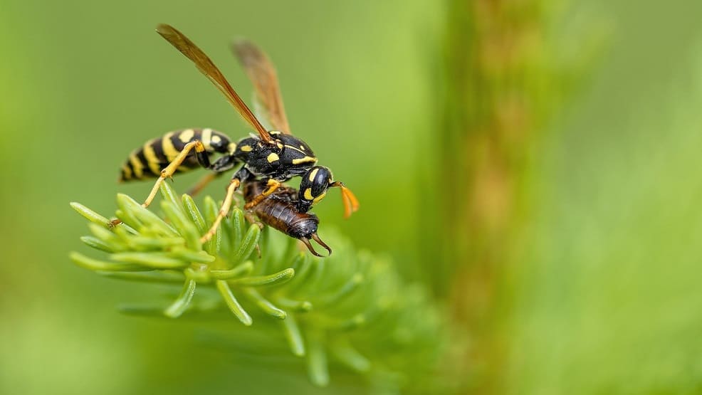 Repel Wasps